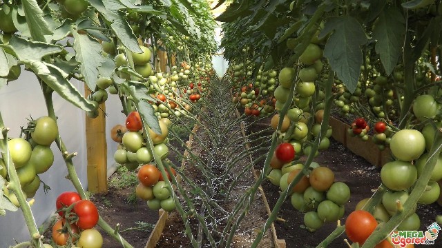 Удобрения для помидоров в теплице Дивный сад