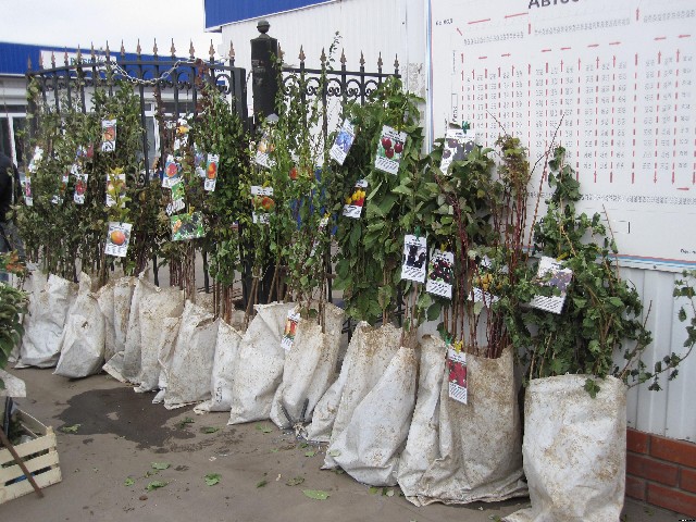 Саженцы в Перми купить Дивный сад