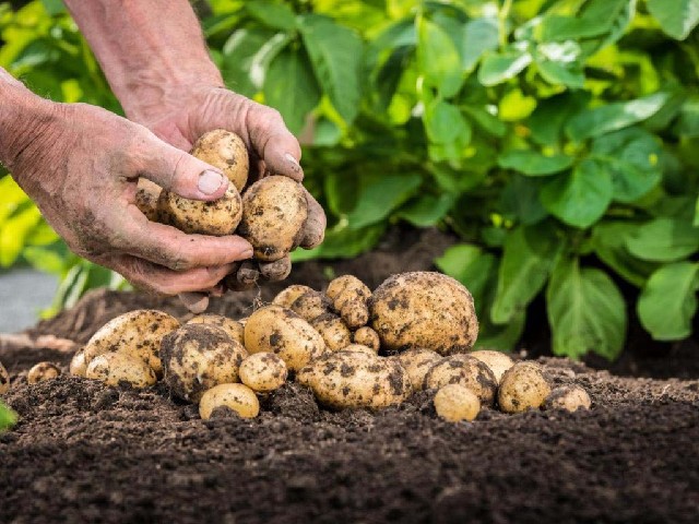 Удобрения для картофеля припосадке в лунку Дивный сад